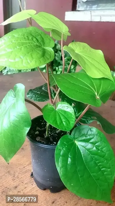 Baishnab Betel Leaf Plant raBATEL LEAF$85-thumb0