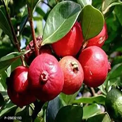 Baishnab  Apple Guava Hybrid Plant For Outdoor Gard-thumb0