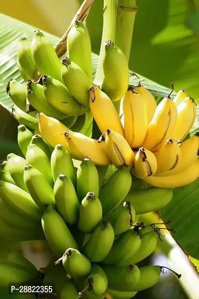 Baishnab  Monthan BananaCFA46 Banana Plant