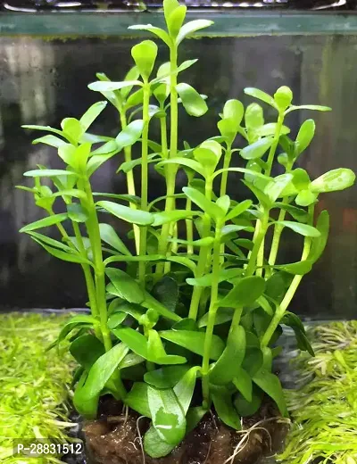 Baishnab  Brahmi Plant Br0009 Bacopa Monnieri-thumb0