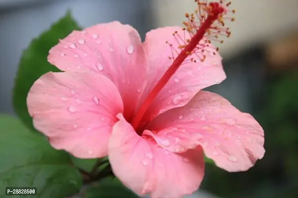 Baishnab  Hibiscus Pink CF30068 Hibiscus Plant-thumb0