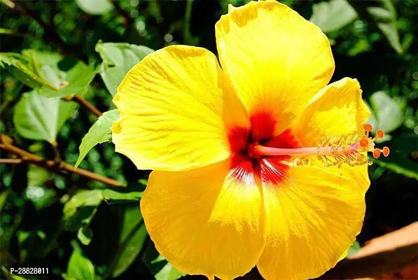 Baishnab  Hibiscus Yellow Plant CF037122 Hibiscus-thumb0