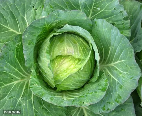 Baishnab Cabbage Seed 10 PsNXX 11510PIECE