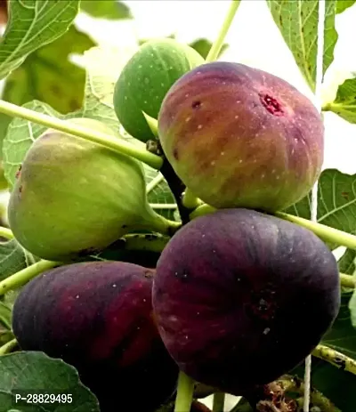 Baishnab  Fig Plant A29 GularCluster Fig Plant-thumb0