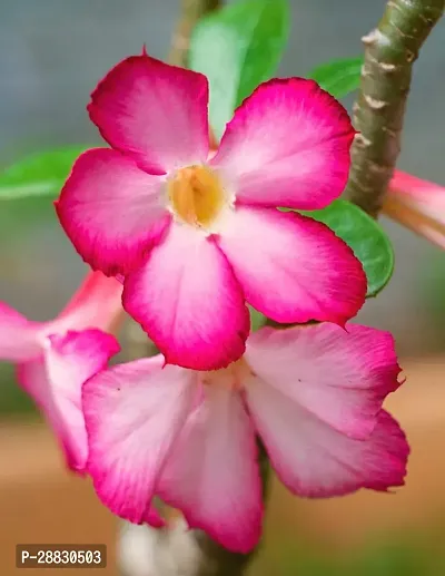 Baishnab  Hydrid Adenium plant 02 Adenium Plant