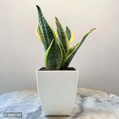 Baishnab Snake Plant Snake Plant (Medium)-thumb0