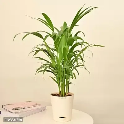 Baishnab  Areca Palm ar45 Areca Palm-thumb0