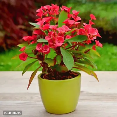 Baishnab Euphorbia Francoisii Plant EUPHORBIA PLANT T337