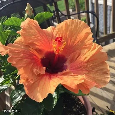 Baishnab  Hibiscus Red Plant CF70062 Hibiscus Pla