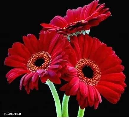 Baishnab Gerbera Plant Gerbera red-thumb0