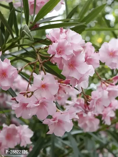 Baishnab  Oleander Flower Plant Pink CFA368 Olea-thumb0