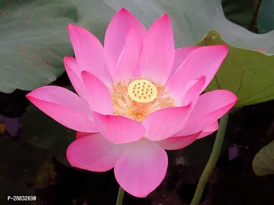 Baishnab lotus  seed 40 per packet Lotus Hybrid Flower Seeds   L86840PIECE