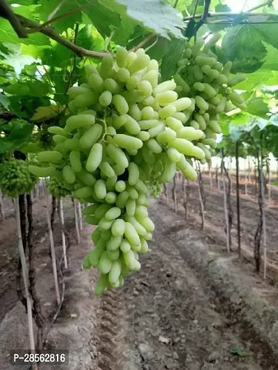 Baishnab Grapes Plant 103GrAPES Sweet Hybrid Plant-thumb0