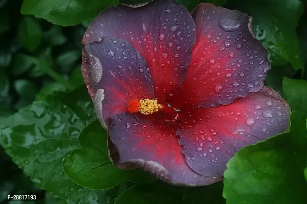 Baishnab  Hybrid Hibiscus Plant AA003 Hibiscus Plan