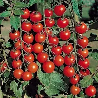 Baishnab Earth Seeds P202TOMATO3102PIECE-thumb1