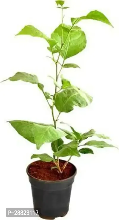 Baishnab  Bel PATTRA PLANT LIVE WITH POT 123 Bel Pl-thumb0