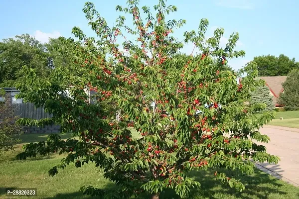 Baishnab  cherry plant18 Cherry Fruit Plant