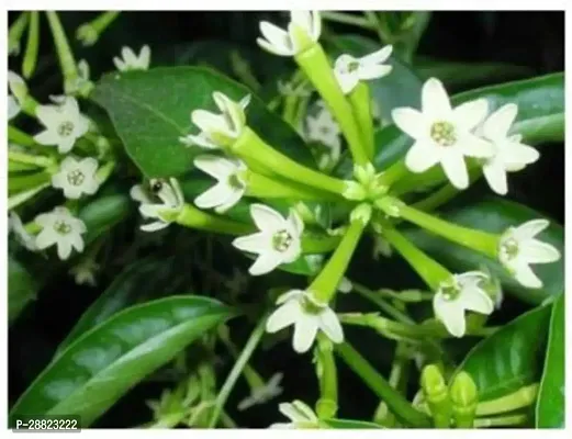 Baishnab  raat ki rani01 Night Bloom Jasmine Plant-thumb0