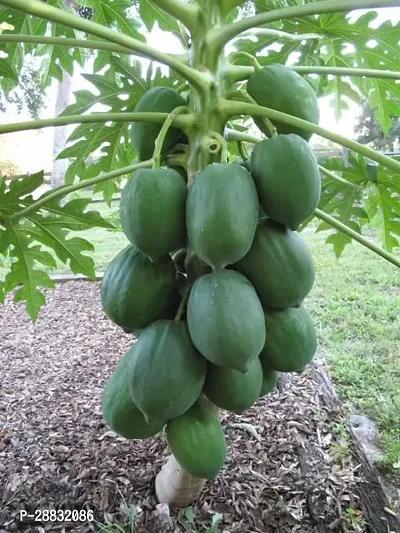 Baishnab Papaya Seed  60 PsNXX 230560PIECE