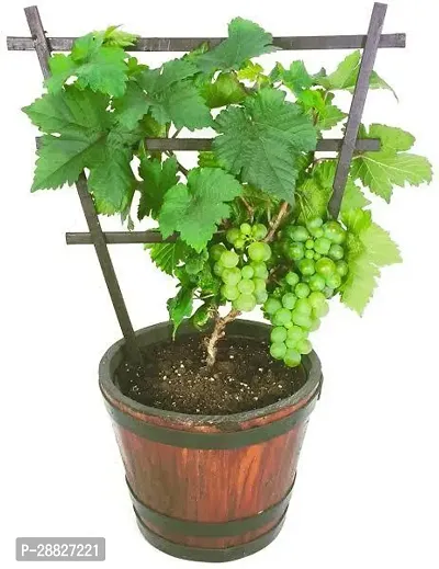 Baishnab  l311 Grapes Plant-thumb0