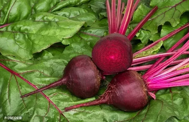 Baishnab Beetroot seed 1000ps mc tMYLWN 648 High Quality Red Beauty Beetroot 1000 Seeds1000PIECE-thumb0