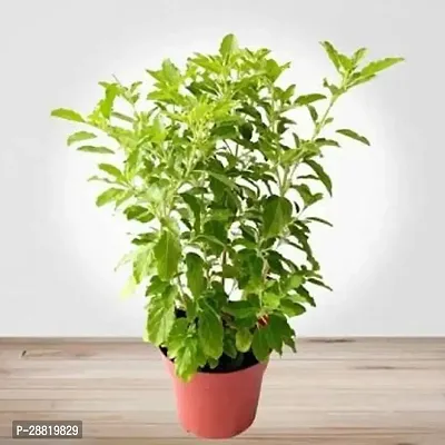 Baishnab  GFGH234 Tulsi Plant-thumb0