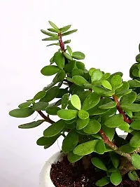 Baishnab Jade Plant live jade plant with black 4inch pot-thumb1