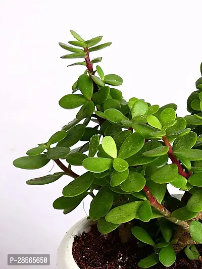 Baishnab Jade Plant live jade plant with black 4inch pot-thumb2