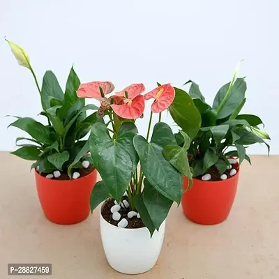 Baishnab  Top 3 Flowering Indoor Plants to Purify A-thumb0