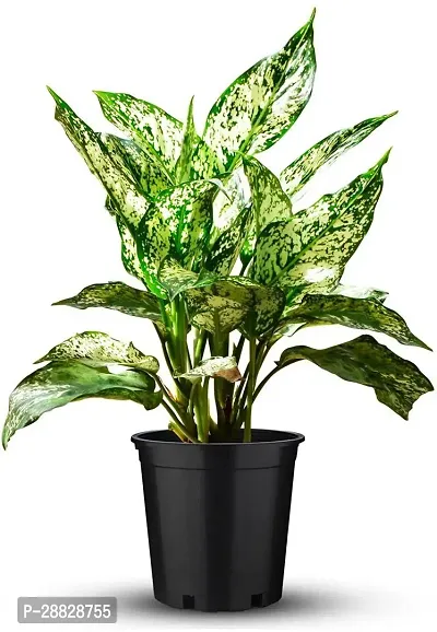 Baishnab  aglaonema plant 70991 Aglaonema Plant-thumb0