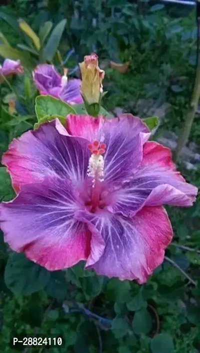 Baishnab  Hibiscus Red  Blue Plant CF008 Hibiscu-thumb0