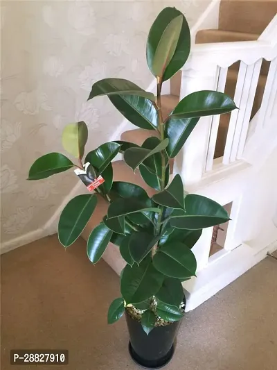 Baishnab  RSP336 Ficus Plant