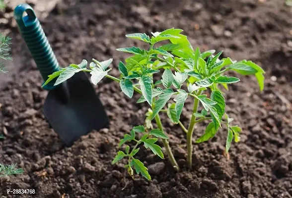 Baishnab tomato seed 500 psfg Hybrid Big BeefsteakTomato Seeds500PIECE-thumb2