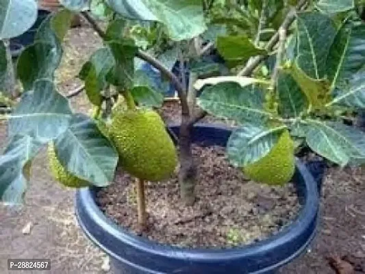 Baishnab  g01 Jack Fruit Plant