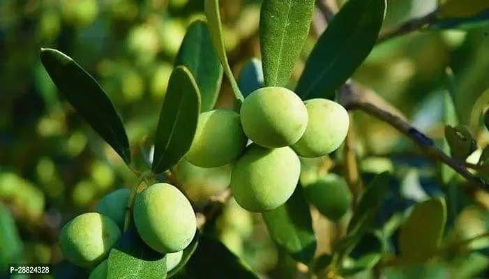 Baishnab  Indian OliveJalpai Live Plant CF060 ZZ