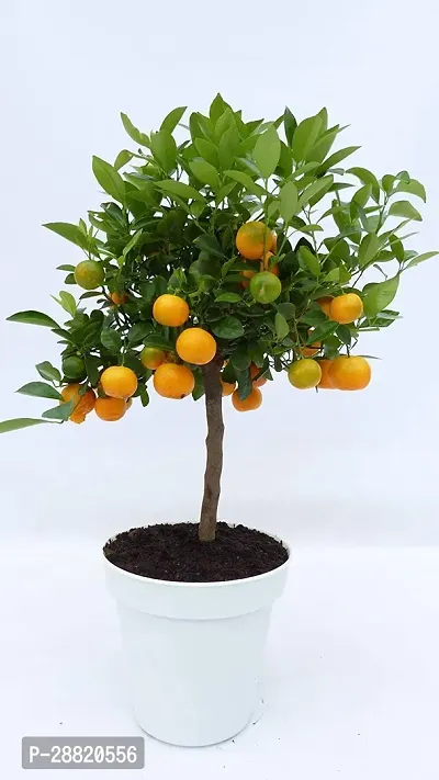 Baishnab  OYO01 Orange Plant-thumb0