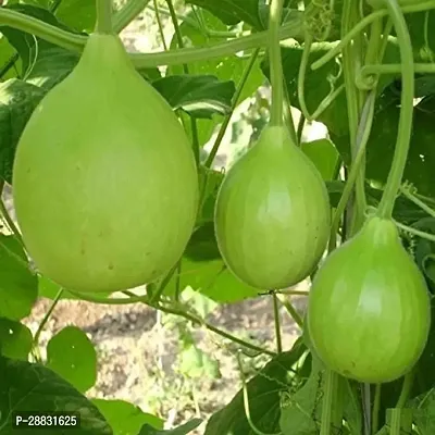 Baishnab gourd seed jHybrid Vegetable Seeds Bottle Gourd Lauki Ladu20PIECE-thumb0