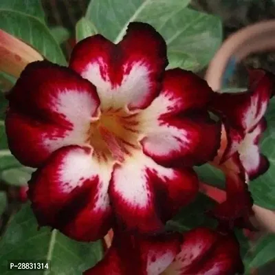 Baishnab  AdeniumHybrid PlantGrafted0387 Adenium-thumb0