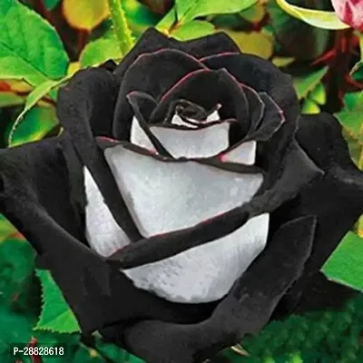 Baishnab  Unique Black Rose Plant CF50032 Rose Pl