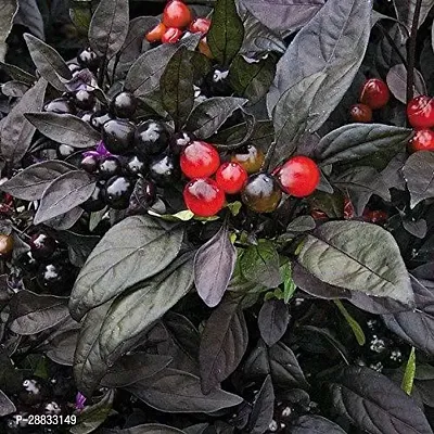 Baishnab Chilli seed 60 per packetBlack Pearl Chilli Seeds High Productivity Imported60PIECE