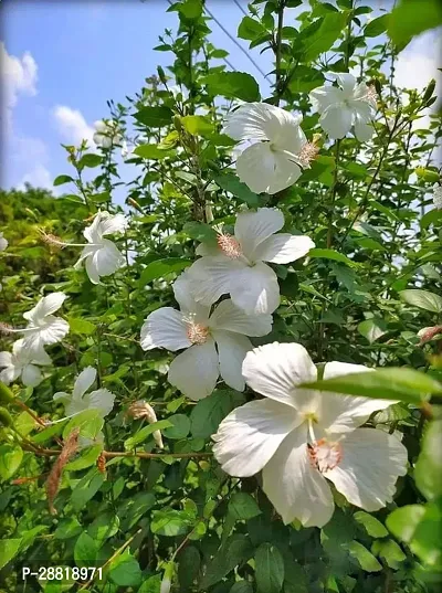 Baishnab  Hibiscus White Live PlantPG3 Hibiscus P