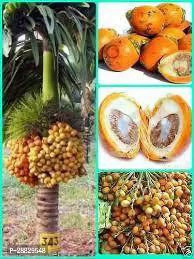 Baishnab  Dwarf Variety Supari Fruit Plant Betel Nu-thumb0