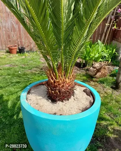 Baishnab  Cycas Revoluta Plant Live Plant CF1311-thumb0