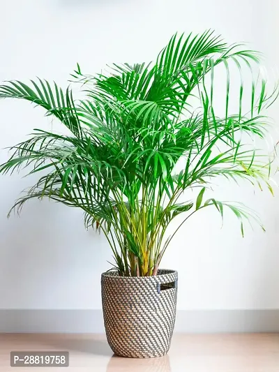 Baishnab  D11 Areca Palm-thumb0