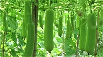 Baishnab Loki Seeds 100prpk wweCrony F1 Hybrid  Sharad Bottle Gourd Seeds100PIECE-thumb2