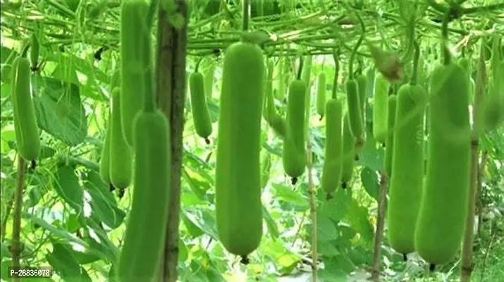 Baishnab Loki Seeds 100prpk wweCrony F1 Hybrid  Sharad Bottle Gourd Seeds100PIECE-thumb3