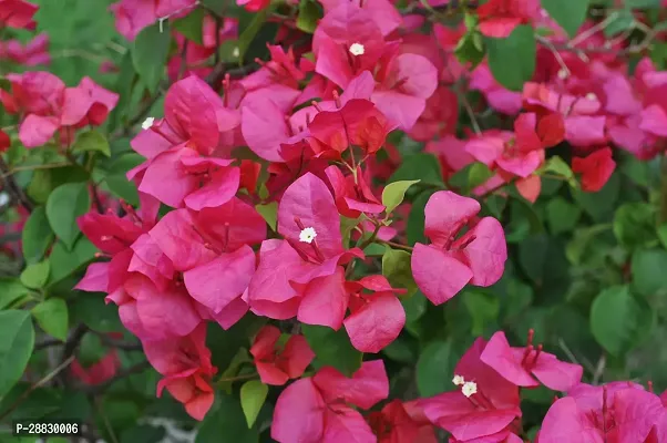 Baishnab  Bougainvillea Plant CF00014 Baugainvill