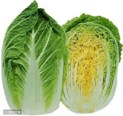 Baishnab Cabbage Seed 49 Ps XR 259549PIECE