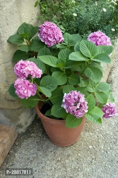 Baishnab  Hydrangea plant 7ee Hydrangea Plant