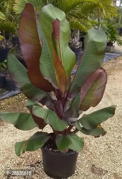 Baishnab  RED BANANA 9 Banana Plant-thumb0